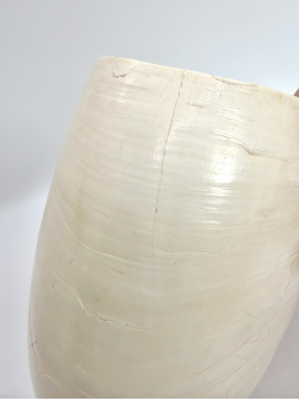 6” Nautilus Shell Tiger Striped Coastal Decor Accent READ Description - Picture 12 of 15